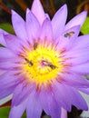 Close up Bee in Purple lotus and yellow lotus stamens. Water lilies in a pond where bees are collecting pollen Royalty Free Stock Photo