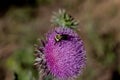 Close up of a bee on  purple thistle plant Royalty Free Stock Photo