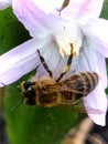 close-up of a bee on a quinoxa flower Royalty Free Stock Photo