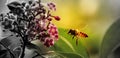 Close up of Bee on Red Flower, macro photography.Red and yellow flower and a bumblebee close up photography. Royalty Free Stock Photo