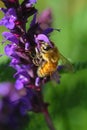 Close up of a Bee Retrieving Pollen from a Purple Salvia Royalty Free Stock Photo