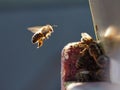 Close-up of a bee returning to the hive. Royalty Free Stock Photo