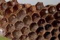 Close up of bee`s eggs inside the bee hive Royalty Free Stock Photo