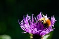 Close up a bee settled on top collecting pollen from a wild violet flower