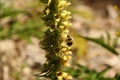 Close-up of a bee sitting atop a yellow flower stalk in a meadow