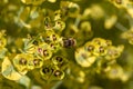 Bee taking nectar from blossom of Euphorbia plant