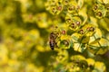 Bee taking nectar from blossom of Euphorbia plant