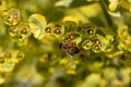 Bee taking nectar from blossom of Euphorbia plant