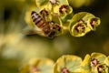 Bee taking nectar from blossom of Euphorbia plant