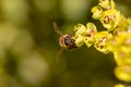 Bee taking nectar from blossom of Euphorbia plant