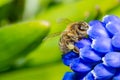 Close-up on bee sitting on Grape hyacinth flower Royalty Free Stock Photo