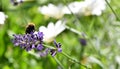 Close-up of a bee sitting on a sprig of lavender with a light green background and white flowers