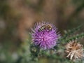 Close up of a bee on a spiky thistle purple flower Royalty Free Stock Photo