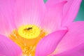 Lotus flower and bee Royalty Free Stock Photo