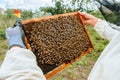 Klose up a bee swarm sitting on honeycomb in honey frame in hands of an unrecognizable beekeeper.