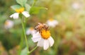 Close up bee on a white daisy flowers. A beautiful garden of daisies blooming in the morning sun with bee. Royalty Free Stock Photo