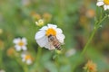 Close up bee on a white daisy flowers. A beautiful garden of daisies blooming in the morning sun with bee. Royalty Free Stock Photo