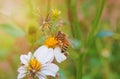 Close up bee on a white daisy flowers. A beautiful garden of daisies blooming in the morning sun with bee. Royalty Free Stock Photo