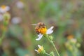 Close up bee on a white daisy flowers. A beautiful garden of daisies blooming in the morning sun with bee. Royalty Free Stock Photo