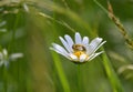 close-up bee on white flowers with yellow stamens Royalty Free Stock Photo