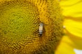 Close up bee whith sunflower