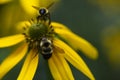 Close-up of bee on wild yellow daisy in Virginia Royalty Free Stock Photo