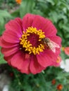 Close up Bee with Glass like Wings on flower