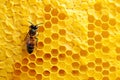 Close up of Bee working inside a bee hive blockchain room Royalty Free Stock Photo