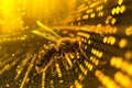Close up of Bee working inside a bee hive blockchain room Royalty Free Stock Photo