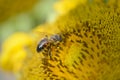 Close up bee working on sunflower Royalty Free Stock Photo