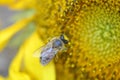 Close up bee working on sunflower Royalty Free Stock Photo