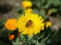 Close-up of bee on yellow flower, bee is pollinating the flower Royalty Free Stock Photo