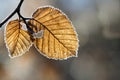 Close-up of a beech leaf still hanging on the branch of a tree. It is winter. The leaf is yellow. The edges are covered in frost Royalty Free Stock Photo