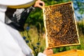 Close-up of beekeeper checking honeycomb full of bees on frame to control situation in bee colony Royalty Free Stock Photo