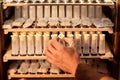 Close up of beekeeper hands, holds cell curlers for the withdrawal of the queen bee. Details of beekeeping