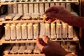 Close up of beekeeper hands, holds cell curlers for the withdrawal of the queen bee. Details of beekeeping