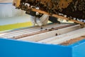 Close up of beekeeper opening beehives or bee box full of bees Royalty Free Stock Photo