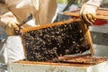 Close-up of a beekeeper removing a honeycomb in an apiary