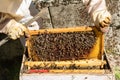 A beekeeper removing a honeycomb in an apiary