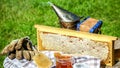 Close-up Beekeeper uncapping honeycomb with special beekeeping fork. Raw honey being harvested from bee hives. Beekeeping concept Royalty Free Stock Photo