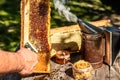 Close-up Beekeeper uncapping honeycomb with special beekeeping fork. Raw honey being harvested from bee hives. Beekeeping concept Royalty Free Stock Photo