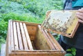 Close up on Beekeeping. Beekeeper holding frame of honeycomb from beehive with working bees. Royalty Free Stock Photo