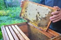 Close up on Beekeeping works. Beekeeper holding with his hands frame of honeycomb from beehive with working honey bees.