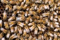 Close Up Of Bees On Beeswax Honeycomb In Hive