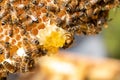 Close Up Of Bees On Beeswax Honeycomb In Hive Royalty Free Stock Photo