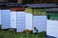 Close up of bees entering hives of colorful hand painted apiary boxes.