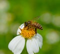 Close up bees on flower Royalty Free Stock Photo