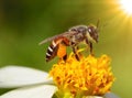 Close up bees on flower