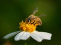 Close up bees on flower