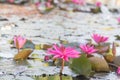 Close up bees on flower. Honey bee collecting pollen at pink lotus Royalty Free Stock Photo